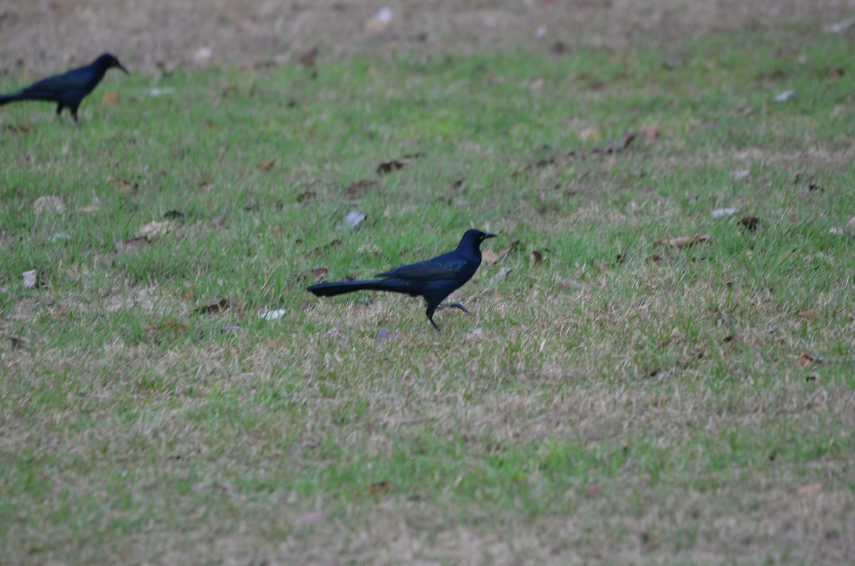 Great-tailed Grackle - ML141163191