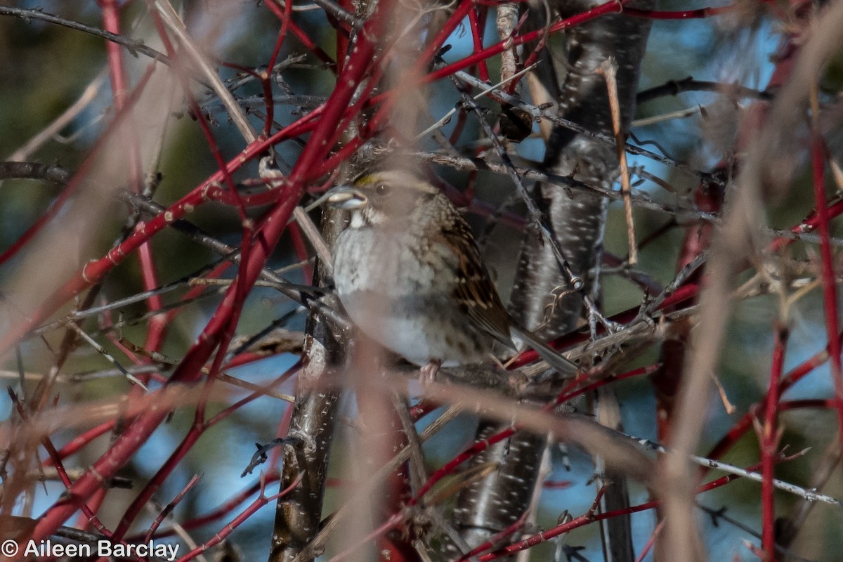 White-throated Sparrow - Aileen Barclay
