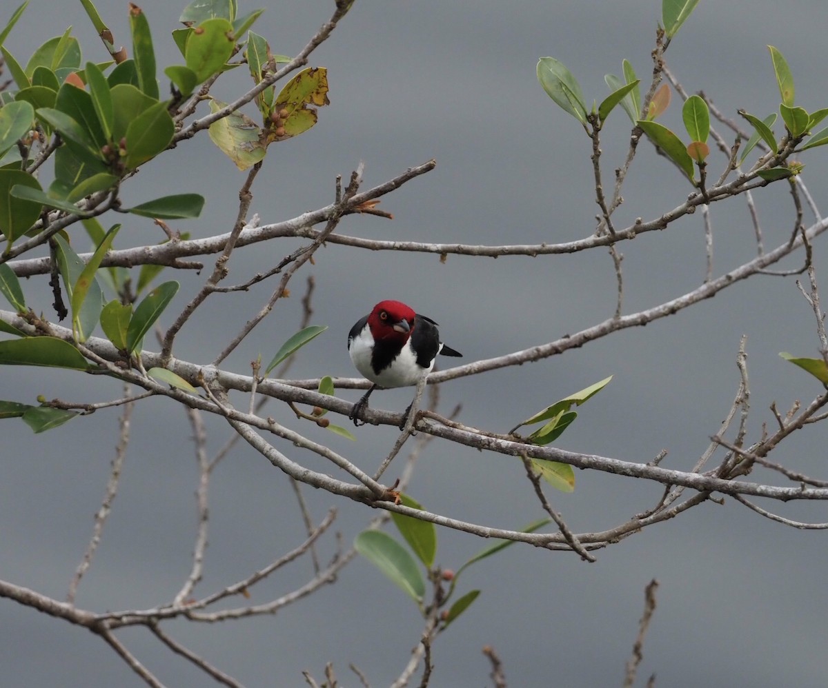 Red-capped Cardinal - ML141164451