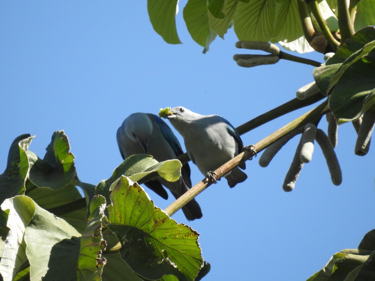 Blue-gray Tanager - Daniel Garrigues