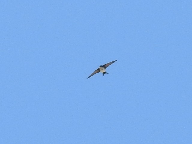Blue-and-white Swallow - ML141165101