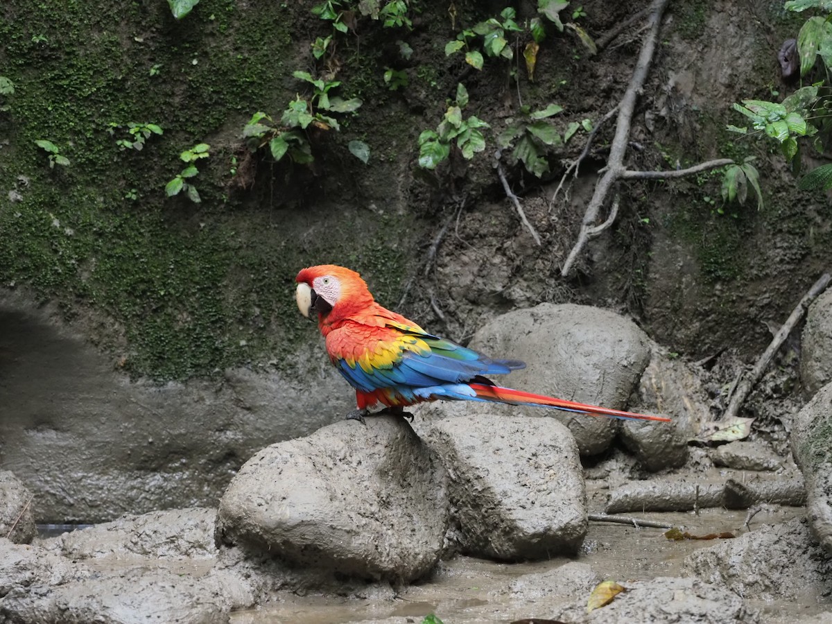 Scarlet Macaw - ML141165141