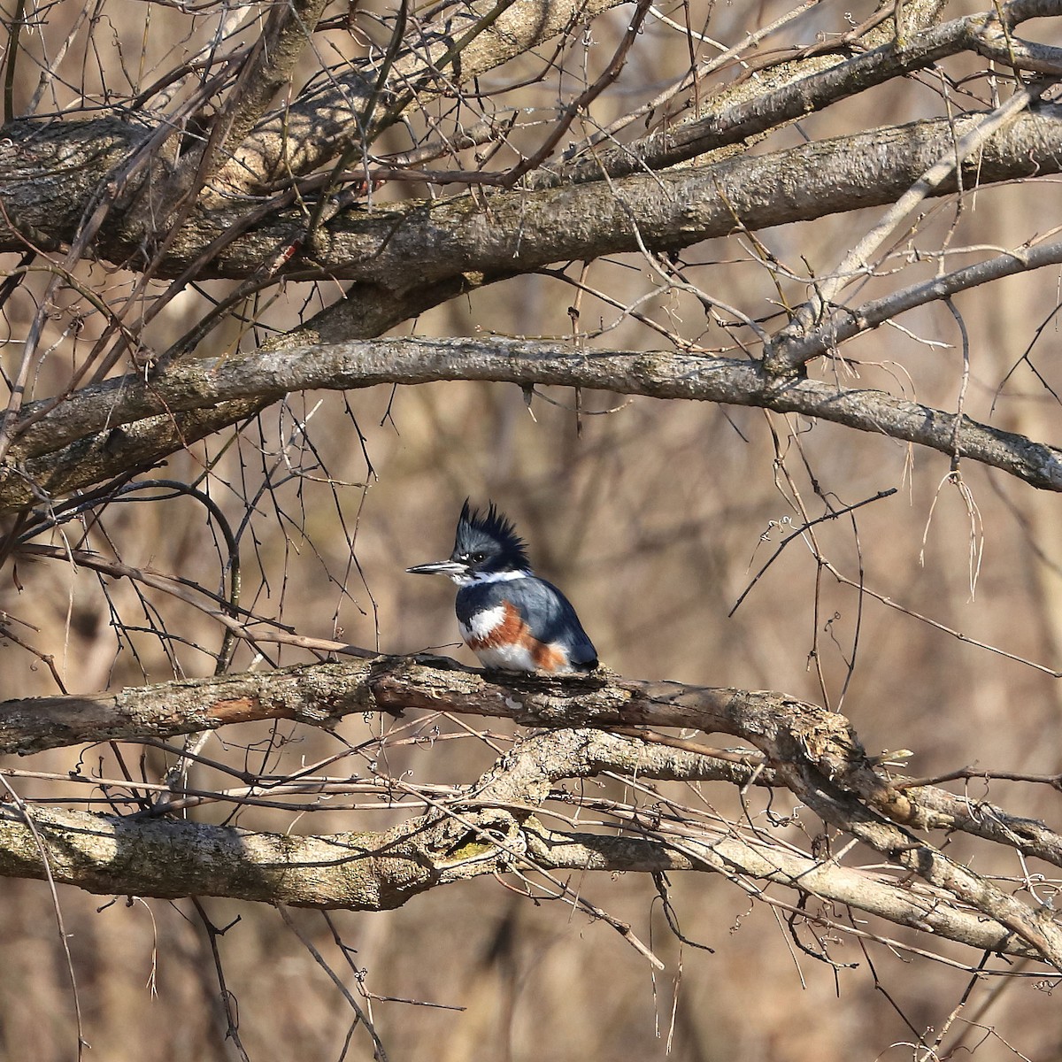Belted Kingfisher - Jeff Smith
