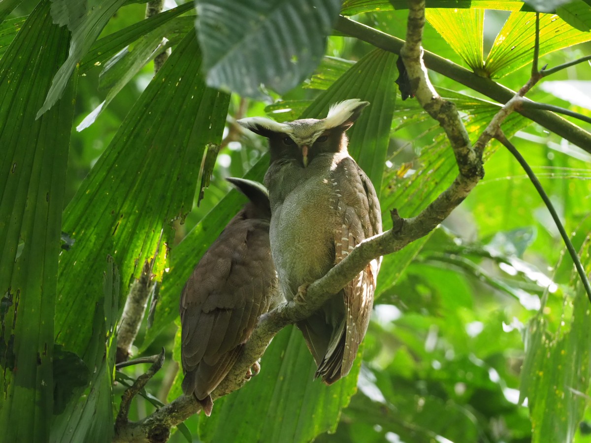 Crested Owl - ML141165461