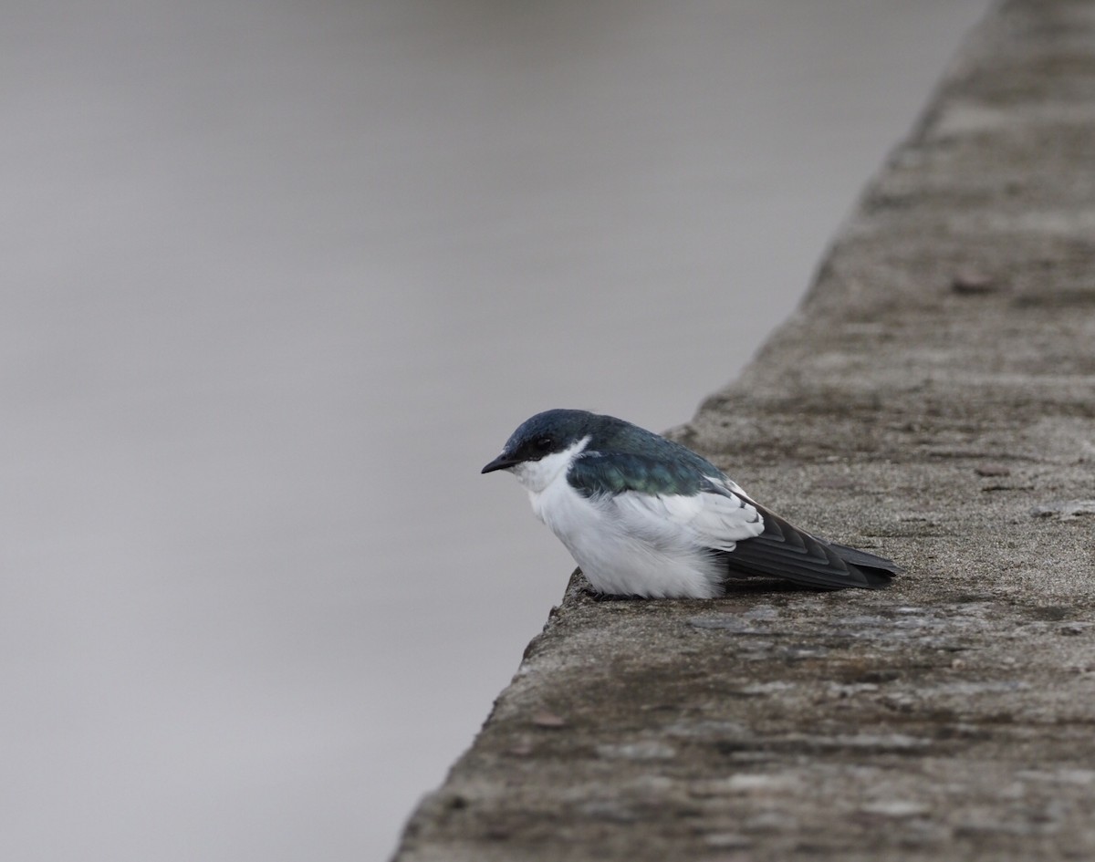 White-winged Swallow - ML141165811