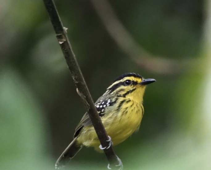 Yellow-browed Antbird - ML141166031