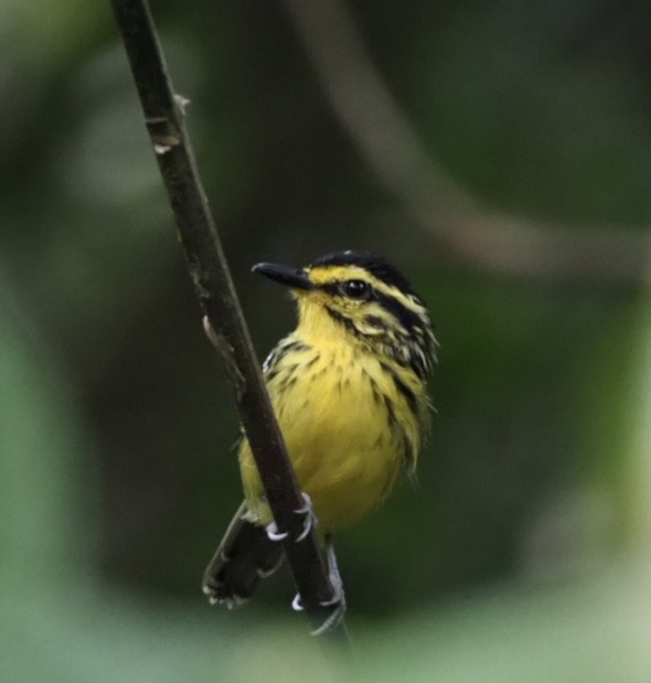 Yellow-browed Antbird - ML141166041