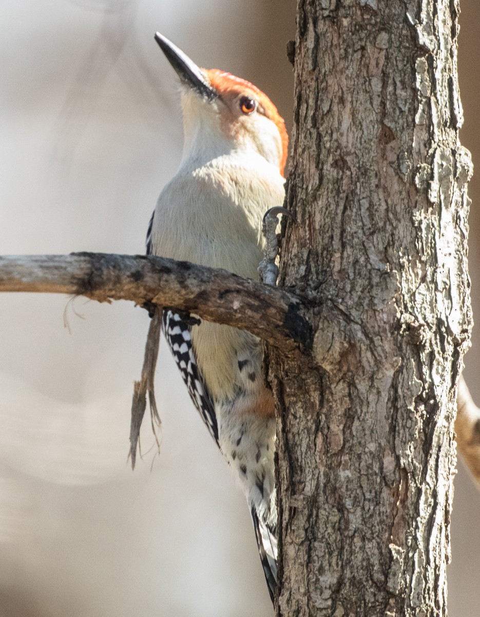 Red-bellied Woodpecker - Charles Martin
