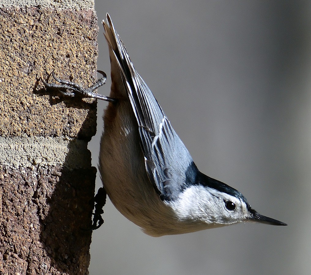 White-breasted Nuthatch - M & C S