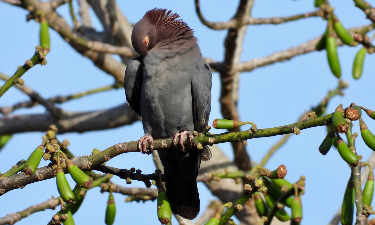Scaly-naped Pigeon - ML141167911