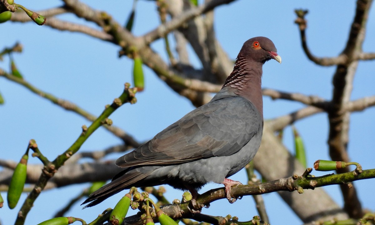 Scaly-naped Pigeon - grete pasch
