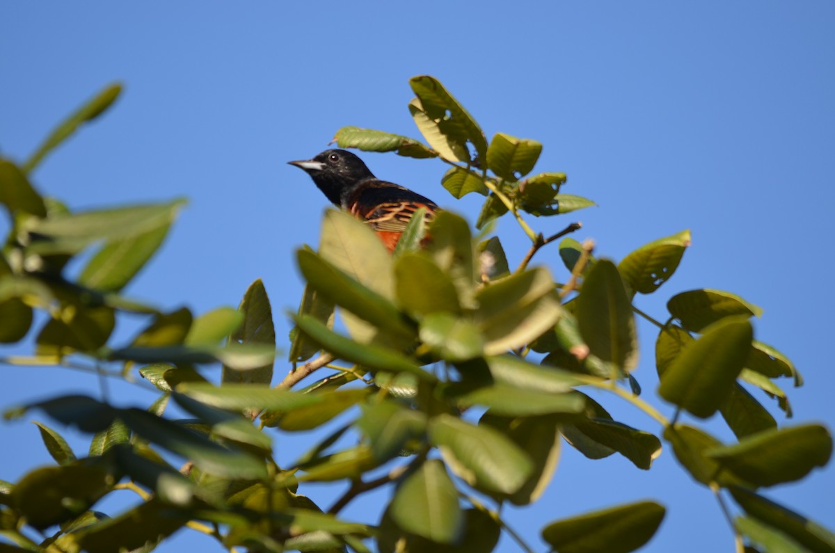 Orchard Oriole - ML141168481