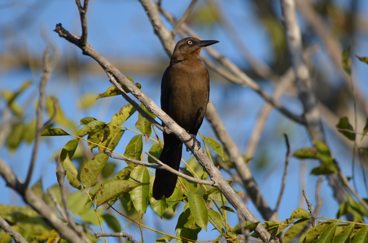 Great-tailed Grackle (Great-tailed) - ML141168621