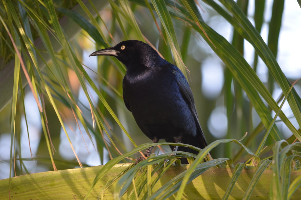 Great-tailed Grackle (Great-tailed) - ML141168631