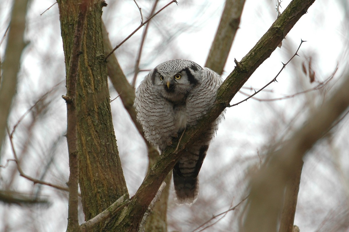 Northern Hawk Owl - Volker Hesse