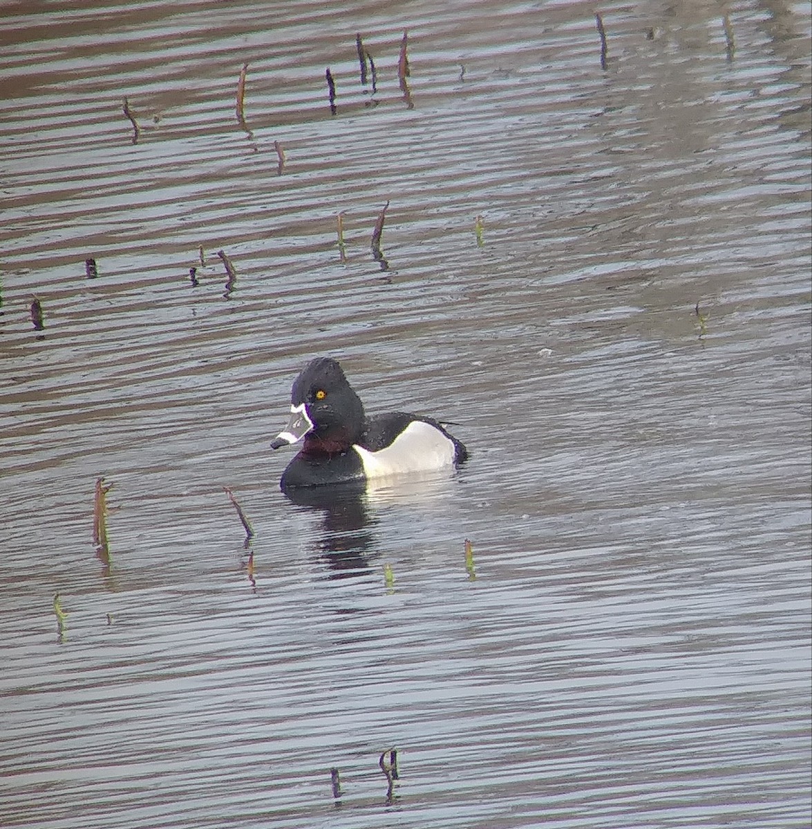 Ring-necked Duck - Ty Smith