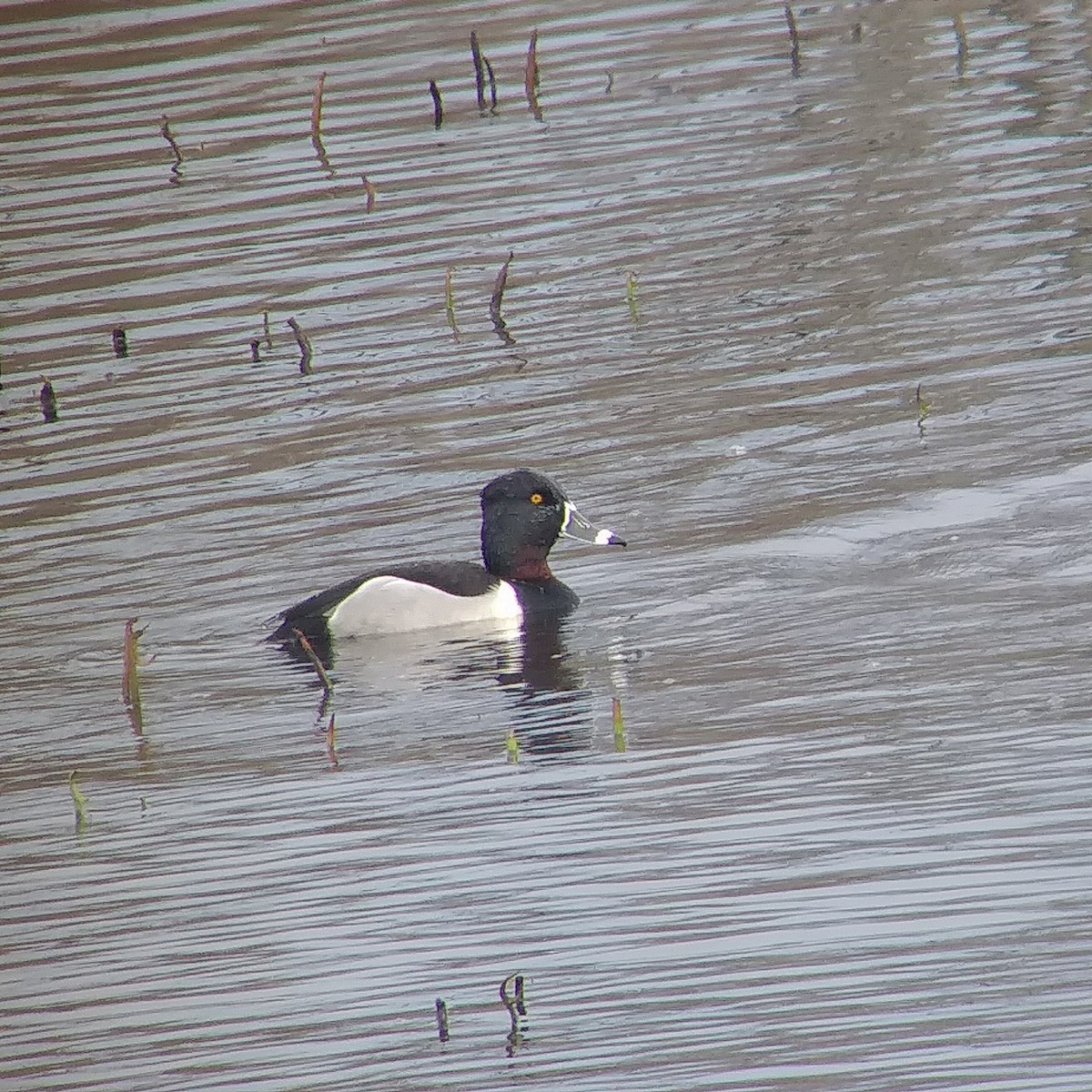 Ring-necked Duck - Ty Smith