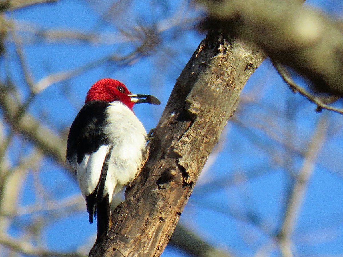Red-headed Woodpecker - Marc Ribaudo