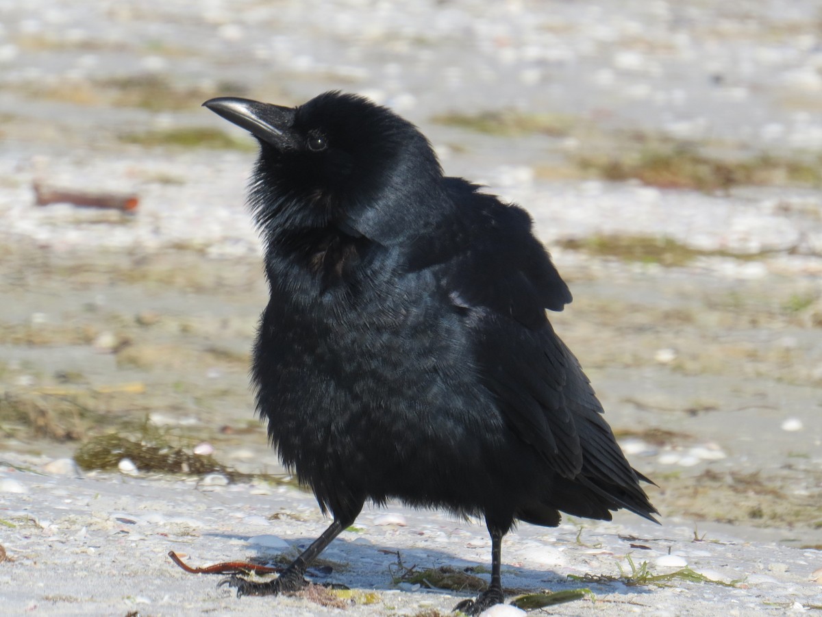 Fish Crow - Greg Swick