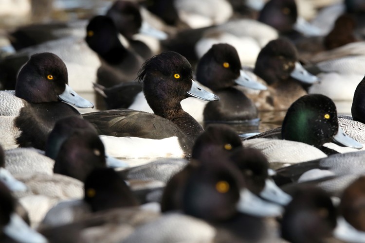 Tufted Duck - ML141177511