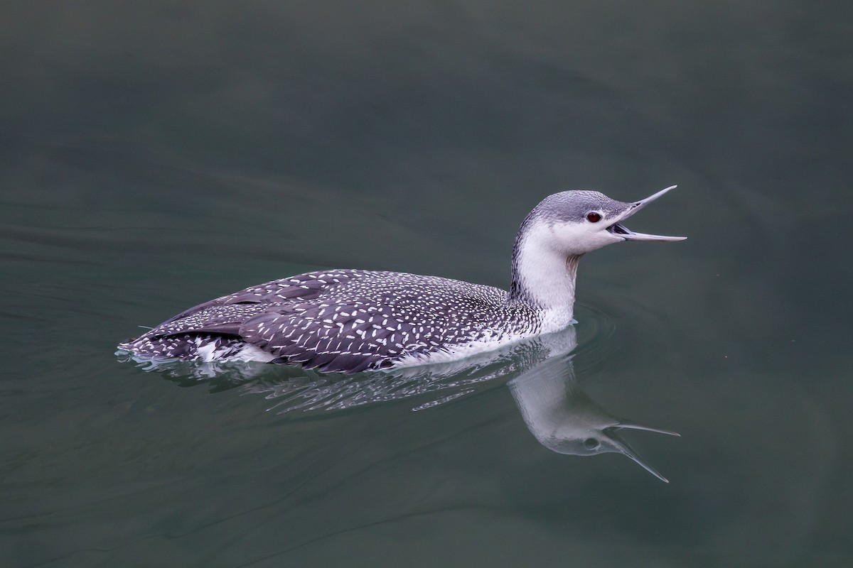 Red-throated Loon - Liang-Hsien 亮賢 Chiang 江