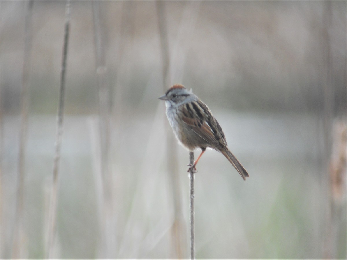 Swamp Sparrow - Gérard Cyr