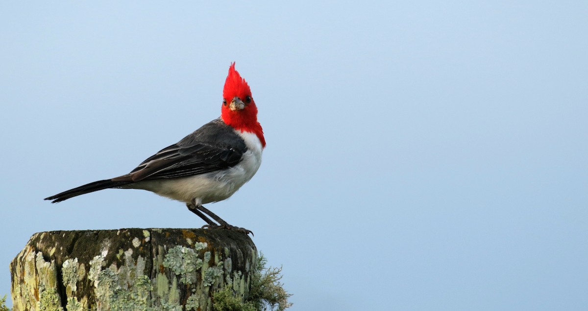 Red-crested Cardinal - Cláudio Jorge De Castro Filho