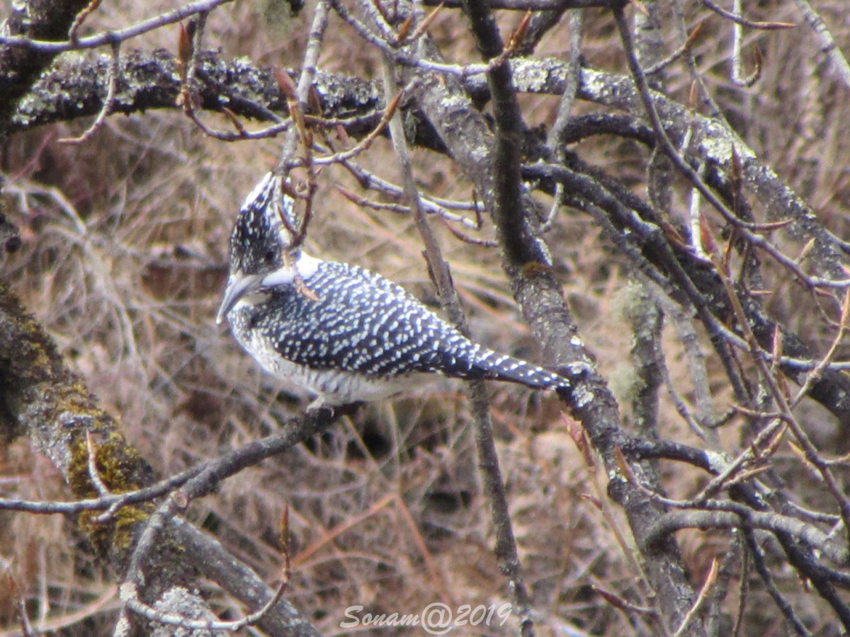 Crested Kingfisher - ML141180301