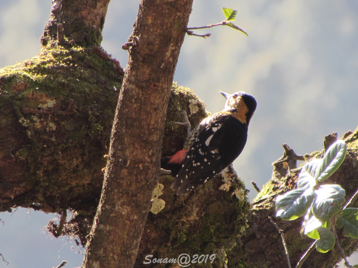 Darjeeling Woodpecker - Sonam Jamtsho