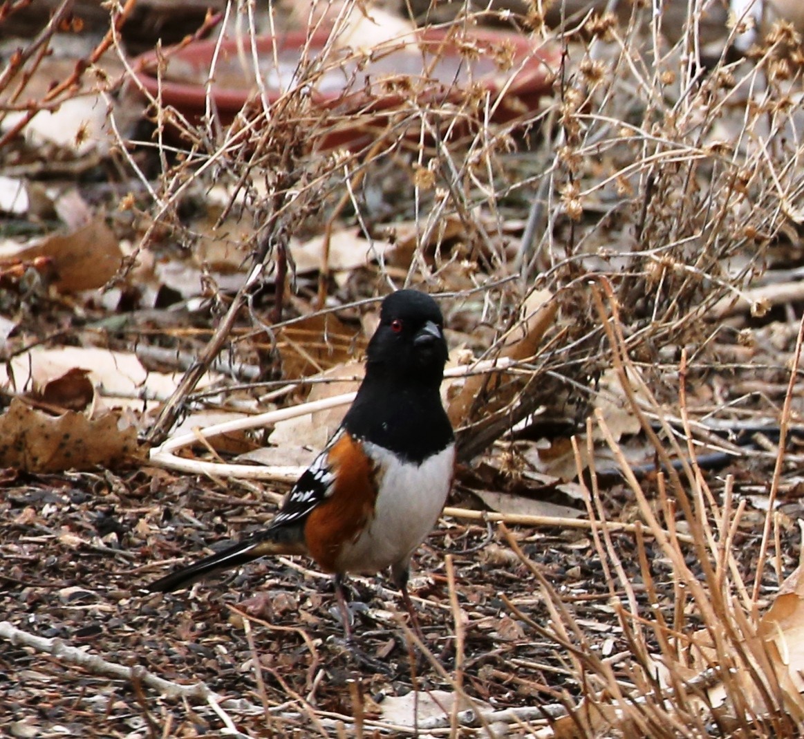 Spotted Towhee - ML141180741
