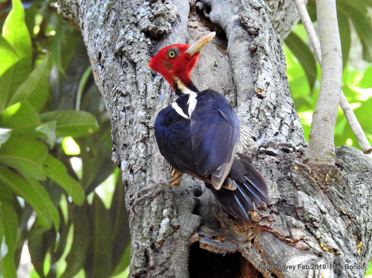 Pale-billed Woodpecker - Peter Davey