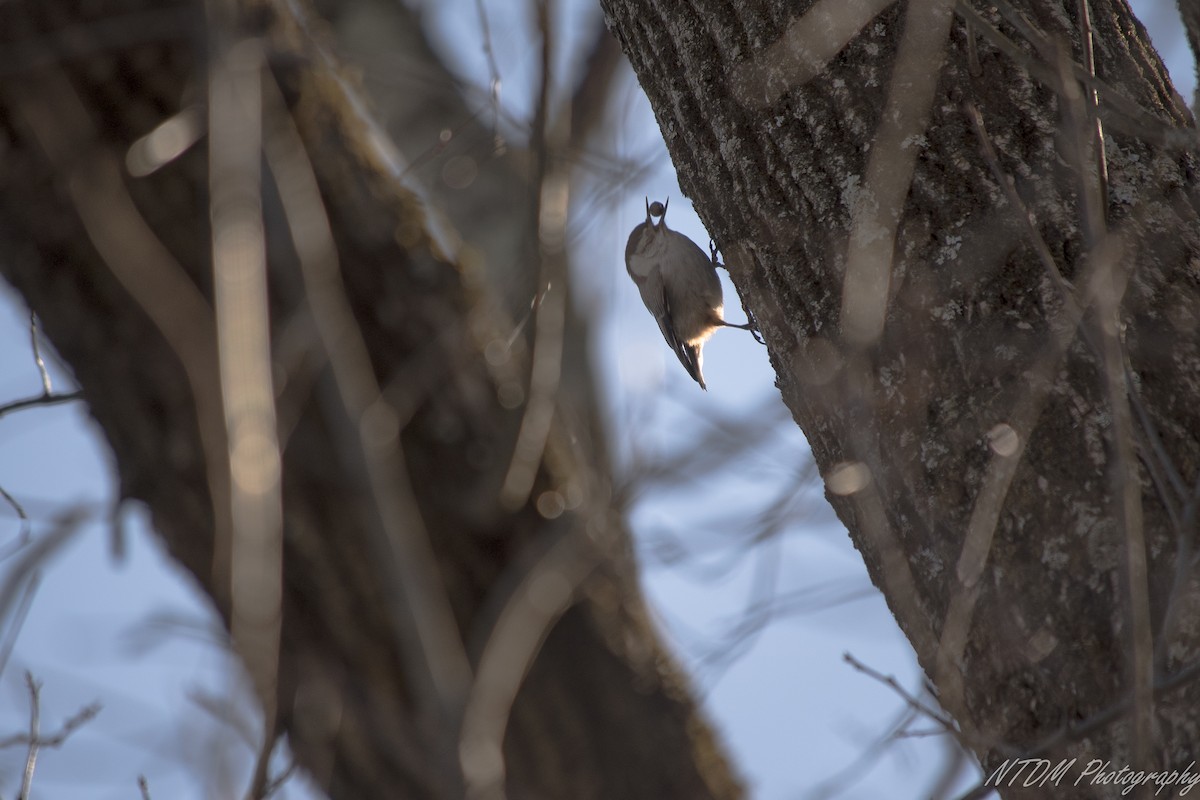 White-breasted Nuthatch - Neil DeMaster