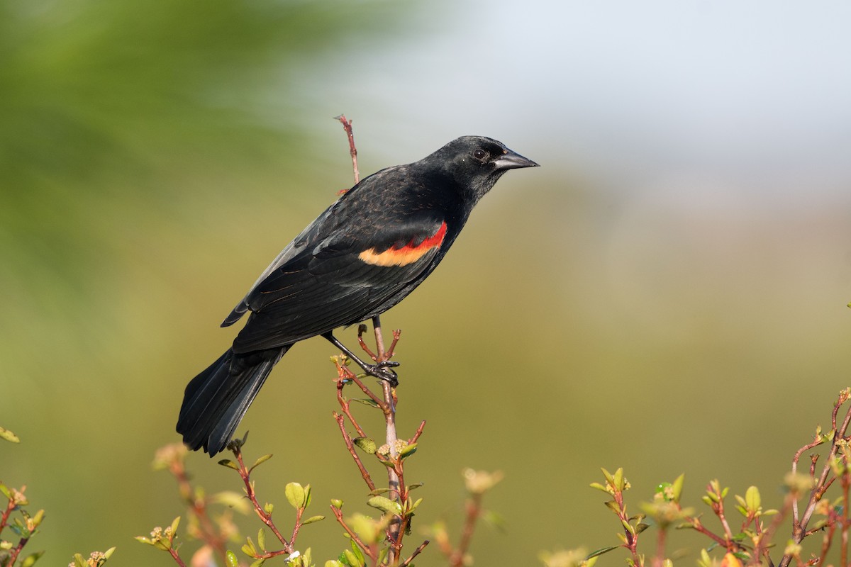 Red-winged Blackbird - ML141185351