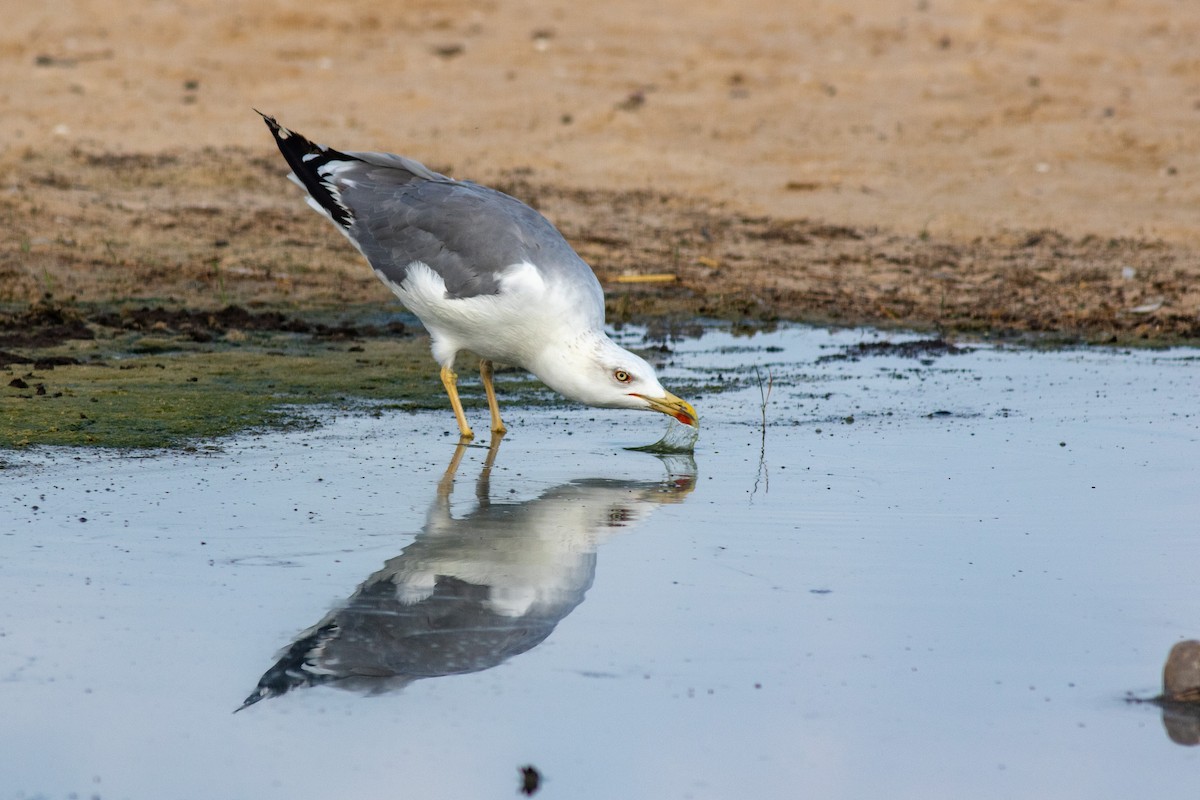Yellow-legged Gull (michahellis) - Iain Robson