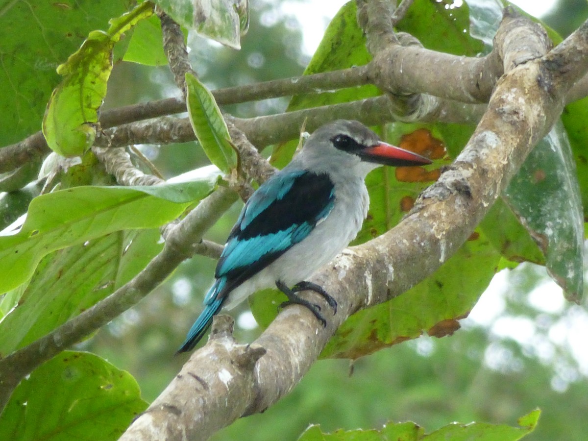 Woodland Kingfisher - Graeme Spinks