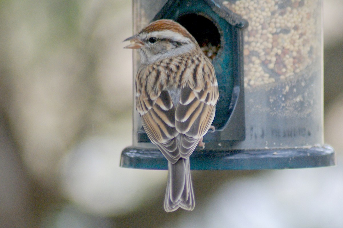 Chipping Sparrow - Steven Biggers