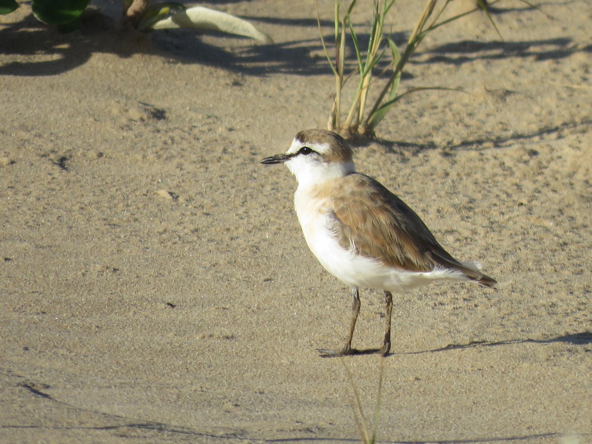 White-fronted Plover - ML141190441