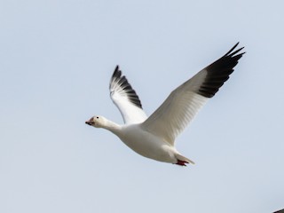 Snow Goose, ML141191241