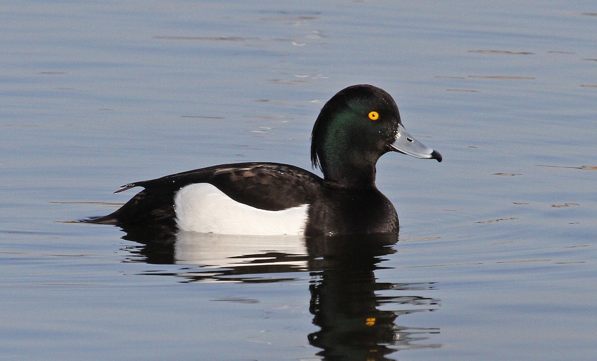 Tufted Duck - ML141192101
