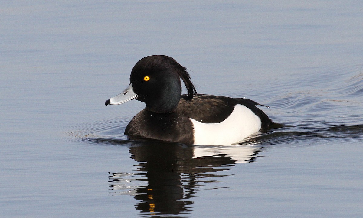 Tufted Duck - ML141192111