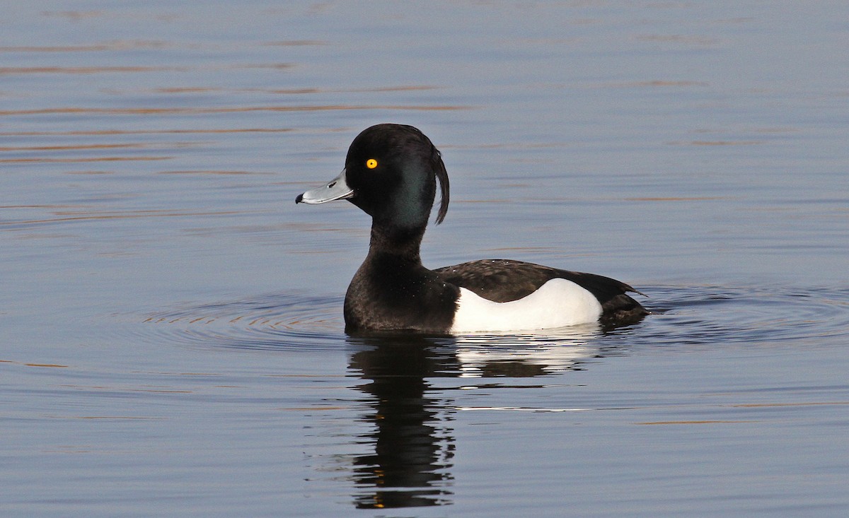 Tufted Duck - ML141192121