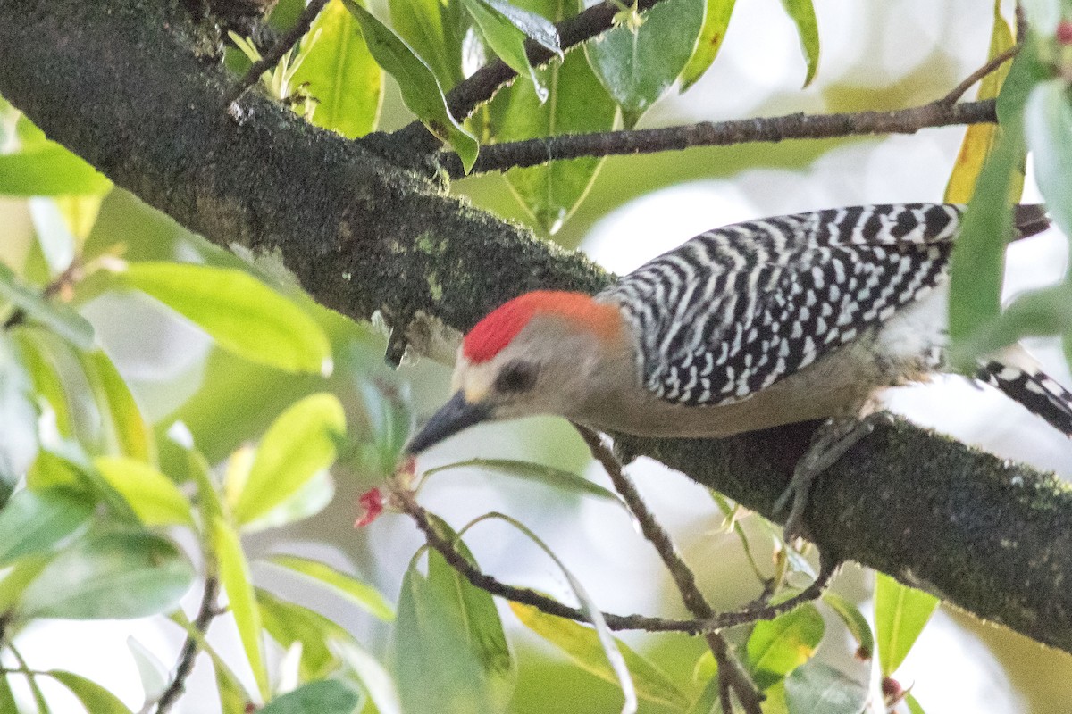 Red-crowned Woodpecker - ML141193761
