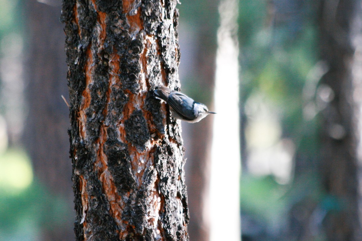 White-breasted Nuthatch - ML141195381