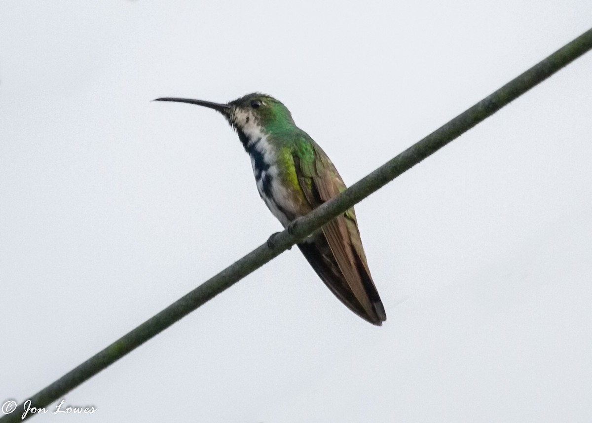 kolibřík lesklý - ML141196661