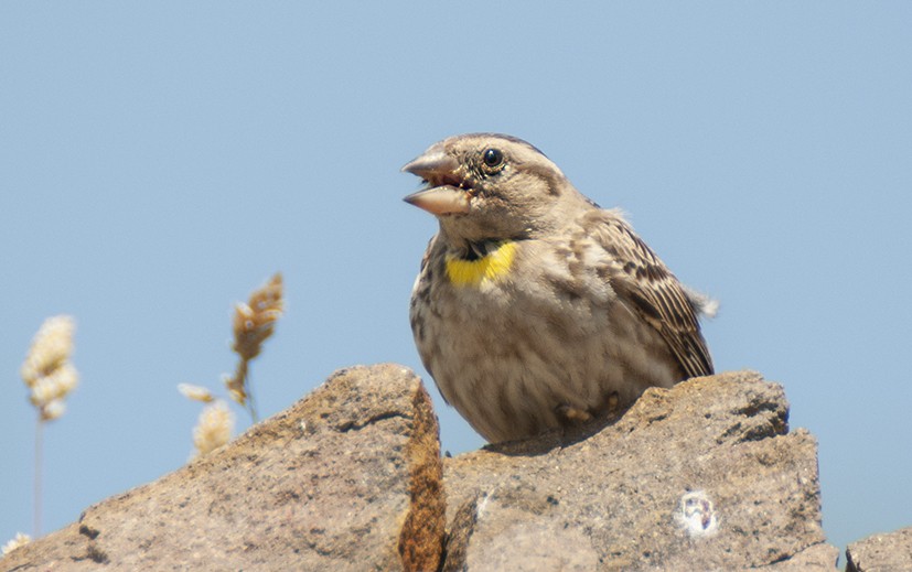 Rock Sparrow - Babis Tsilianidis