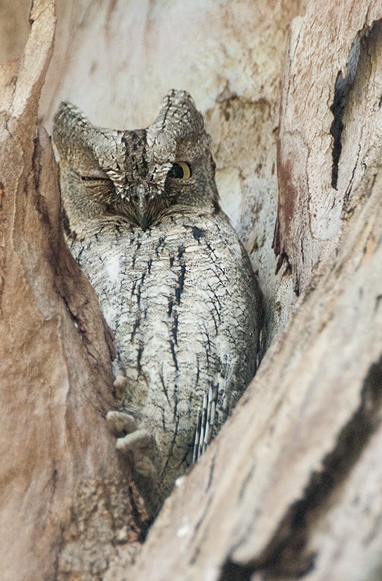 Eurasian Scops-Owl - Babis Tsilianidis