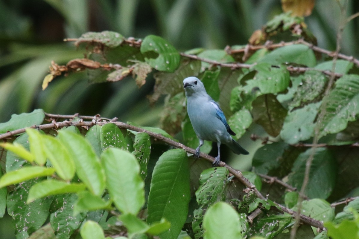 Blue-gray Tanager - Michael Collins