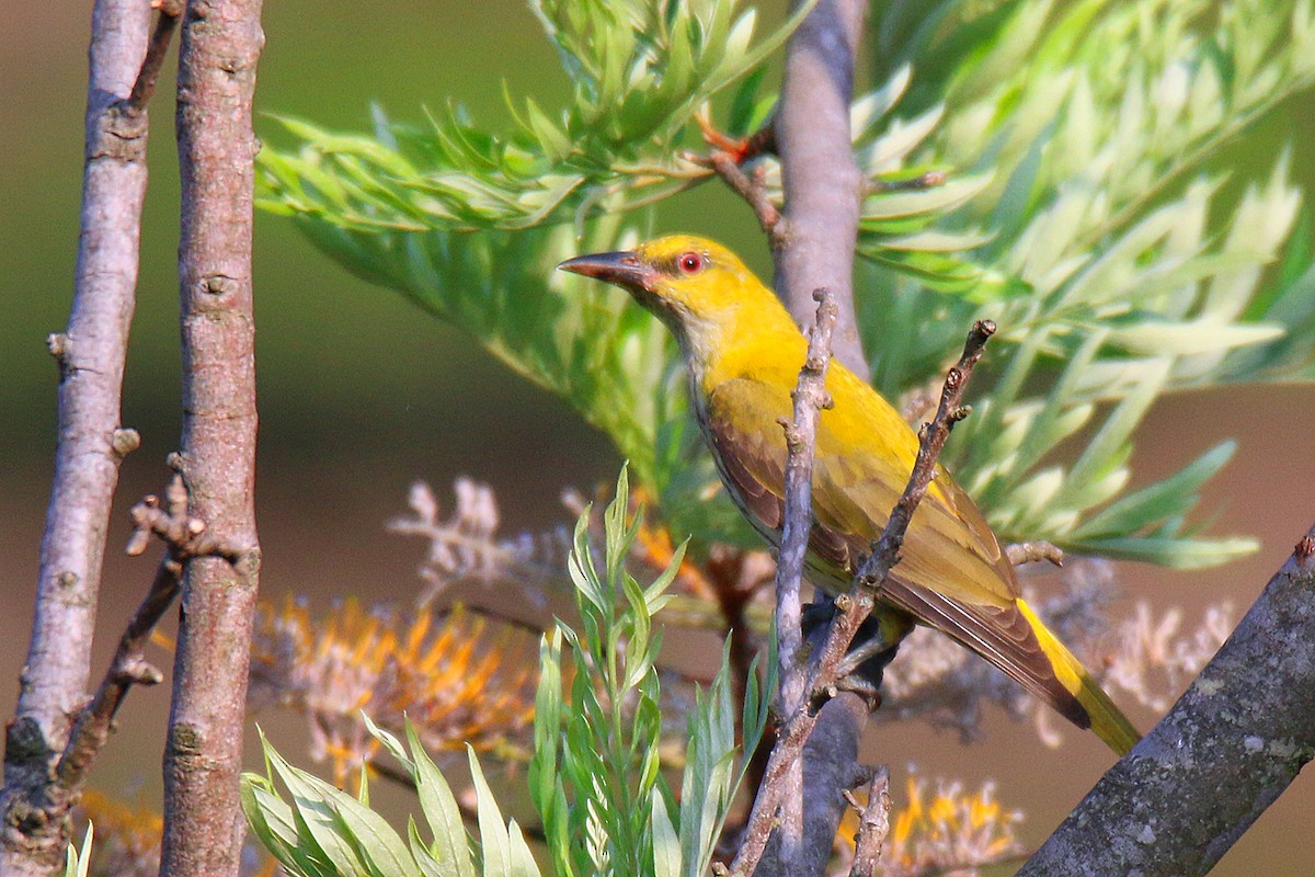 Indian Golden Oriole - ML141198351