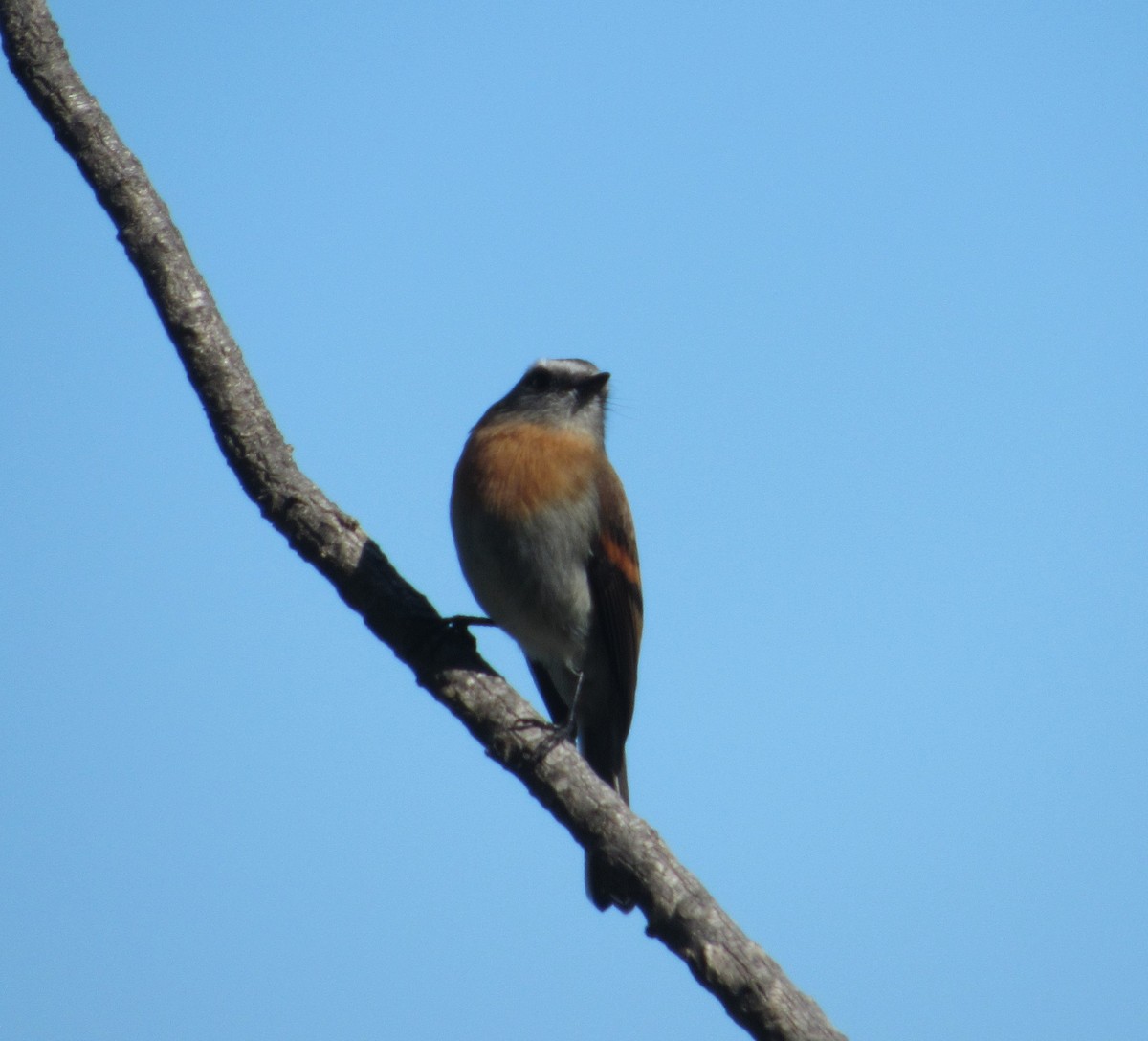Rufous-breasted Chat-Tyrant - ML141200761