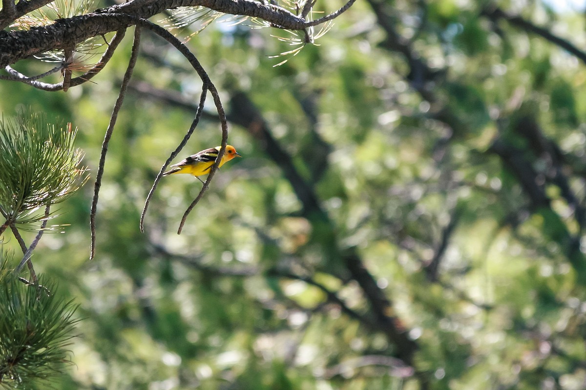Western Tanager - Taylor Long